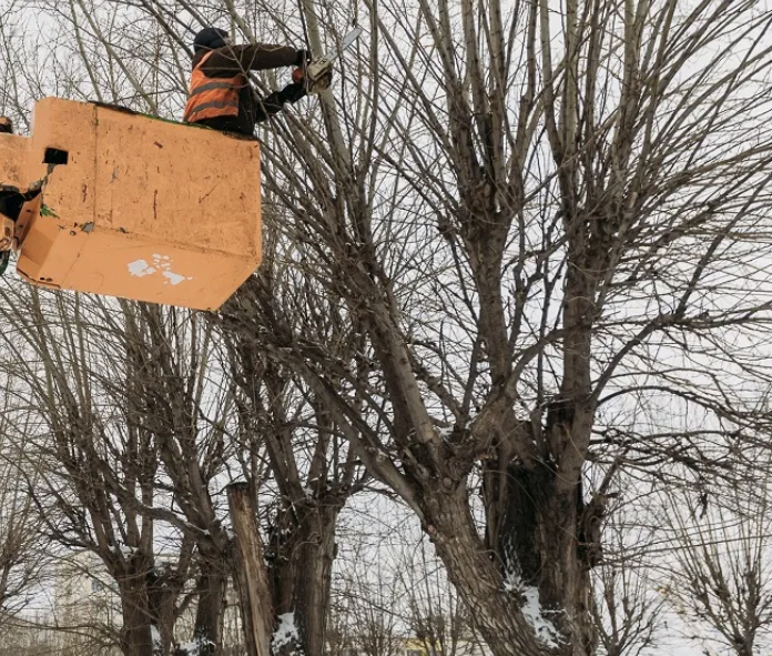 обрезка аварийных деревьев москва обрезка аварийных деревьев москва